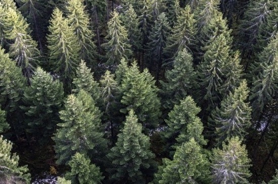 Счётная палата проверила эффективность использования лесных ресурсов