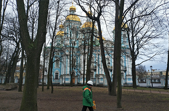 В центре Санкт-Петербурга высадили новые деревья