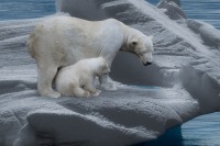 «Родильный дом» для белых медведей в Якутии предлагают сделать заповедником