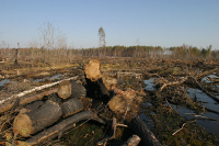 Сенаторы изучат опыт ответственного лесопользования в Архангельской области