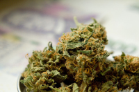 МВД предлагает расширить списки запрещенных наркотических средств и растений