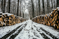 Чёрным лесорубам станет сложнее сбыть древесину