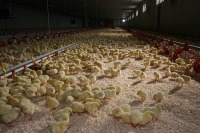 Экспорт цыплят на Украину из России по итогам 2019 года вырос вдвое