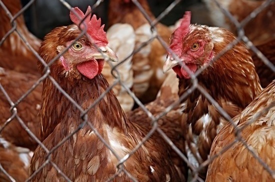 В двух странах зафиксирована вспышка птичьего гриппа