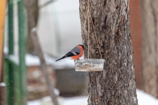 Эколог рассказал, чем кормить птиц зимой