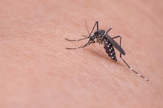 Эксперт рассказал, что популяция комаров в этом году снизится в европейской части России