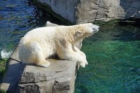 Минприроды пересчитает белых медведей на территории России