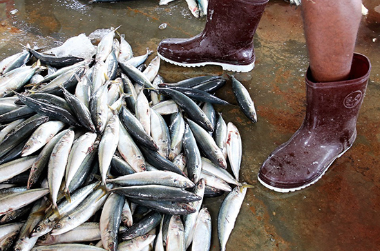 Дальневосточным инвесторам дали новые квоты на добычу рыбы