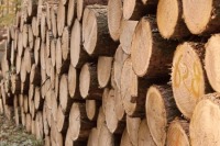 Архангельские депутаты внесли проект о контроле региональных властей за оборотом древесины