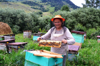 Пчёлы в Татарстане получат паспорта