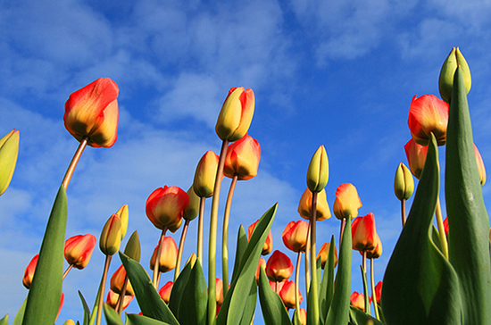 На Камчатке распустились первые тюльпаны
