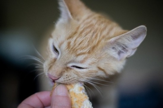 Эксперт рассказала, как правильно кормить кошку