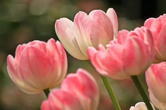 В ботаническом саду Санкт-Петербурга открылась выставка тюльпанов
