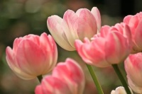 В ботаническом саду Санкт-Петербурга открылась выставка тюльпанов