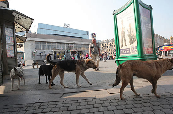 Власти Сургута увеличат расходы на отлов и стерилизацию бездомных собак