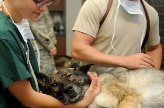 В Госдуму внесли законопроект о контроле ввода в оборот ветеринарных лекарств 