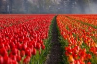 В деревне Вологодской области вырастили 15 сортов тюльпанов