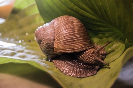 Фермер опроверг распространение коронавируса через моллюсков