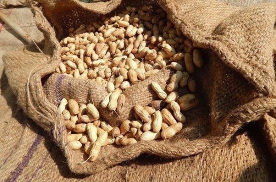 Учёные нашли причину аллергии на арахис
