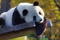 Панды в московском зоопарке не останутся без бамбука из-за коронавируса
