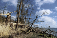 Более сотни деревьев повалило ветром в Москве и области 