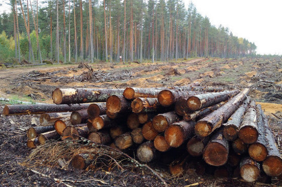 Счётная палата сообщила об ущербе от незаконной вырубки лесов