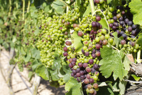 В Крыму начался сезон закладки виноградников