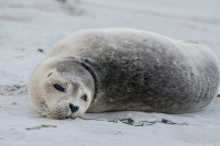 Сотрудники МЧС в Ленобласти спасли первого в этом сезоне тюленя