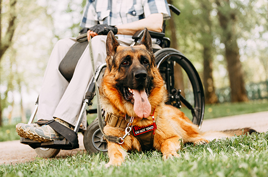 Понятие «собака-помощник» может получить официальный статус