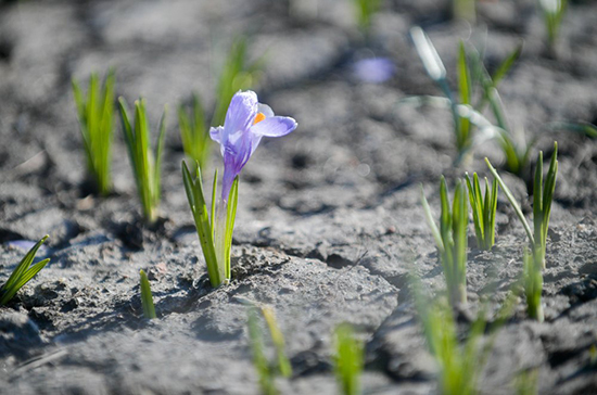 Синоптики: метеорологическая весна пришла в центральную Россию на два дня раньше нормы