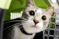 Эксперт объяснил, почему россияне предпочитают кошек другим домашним животным