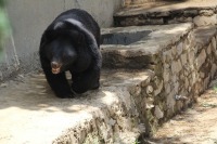 В приморский Центр реабилитации диких животных поступили гималайские медведи