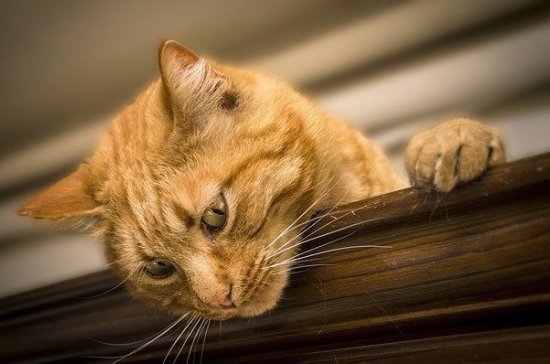 Китайские учёные рассказали о восприимчивости кошек к коронавирусу