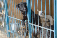 Бурматов призвал кабмин разрешить волонтёрам работать в приютах для животных в период пандемии