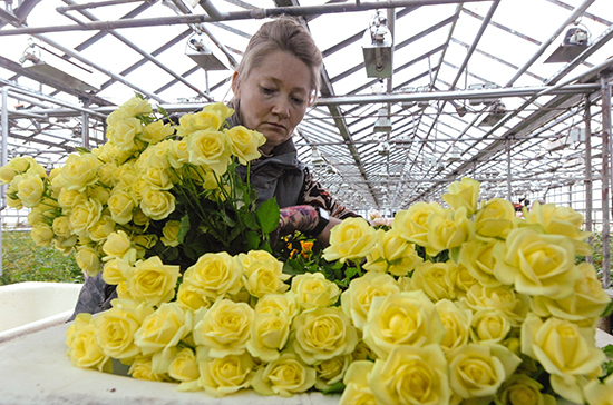Российские цветоводы вынуждены утилизировать около 1,2 млн роз ежедневно из-за COVID-19