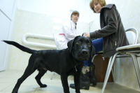 Россельхознадзор получит новые полномочия по ветеринарным лекарствам