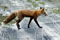 Почему и зачем в город пришли лисицы