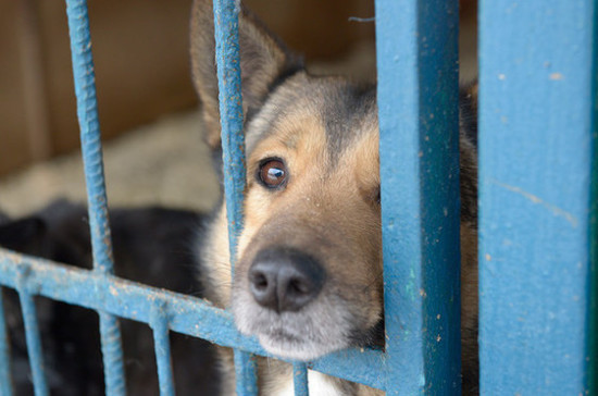 В Москве волонтёрам временно разрешили кормить бездомных животных