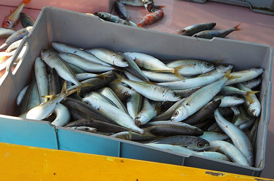 Квоты на вылов рыбы для малотоннажных судов предлагают увеличить