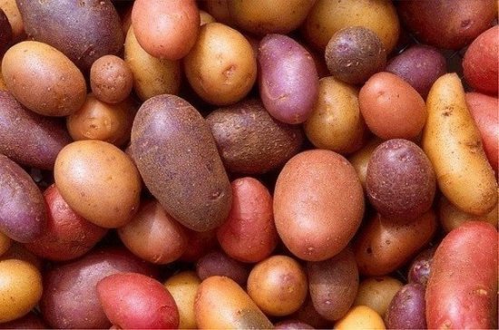 В Брянской области начали высаживать картофель
