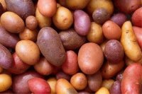 В Брянской области начали высаживать картофель