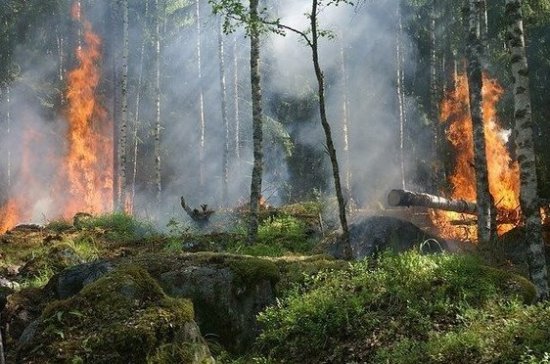 Учёные: лесные пожары могут усугубить ситуацию с коронавирусом