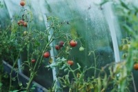 В Тюменской облдуме предложили ужесточить требования к порядку применения пестицидов