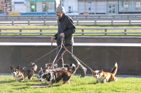 Как правильно выгуливать собак в Москве
