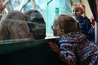 В России открылся первый зоопарк в условиях пандемии