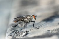 Учёные рассказали о главной опасности комнатных мух