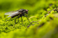Биолог рассказал об опасности комнатных мух
