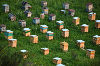 Этим летом на Алтае ожидают большой урожай мёда
