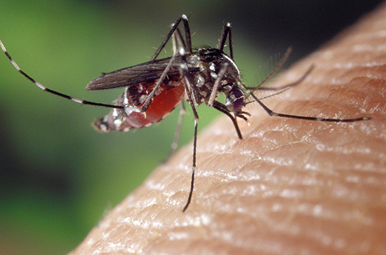 В Роспотребнадзоре усомнились, что комары могут переносить коронавирус