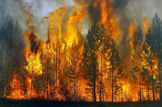 В России с начала года произошло более 5,6 тыс. природных пожаров